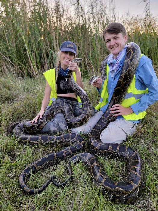 Captured Burmese pythons