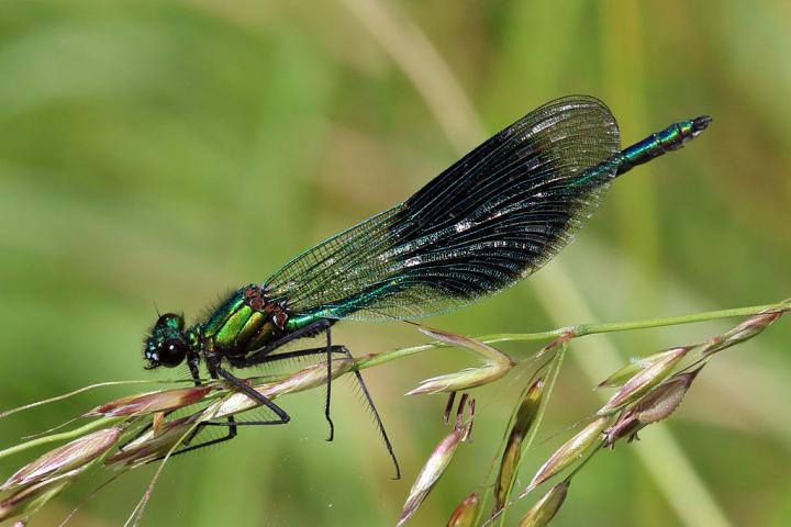 <em>Calopteryx Splendens</em> (Banded Demoiselle)