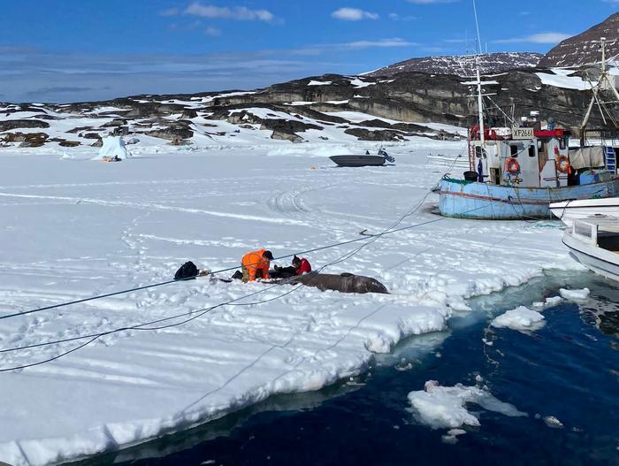 Tissue collection from a Greenland shark