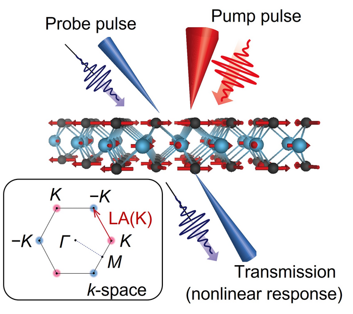 Ultrafast excitation and detection of K-point phonons in TMDs