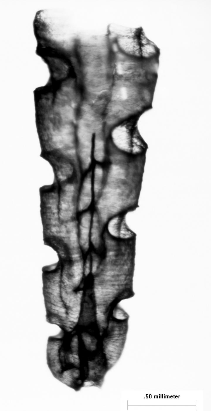 <I>Styracograptus tubuliferus</I>