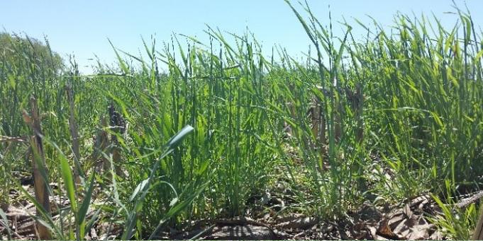 Cover Crop Field