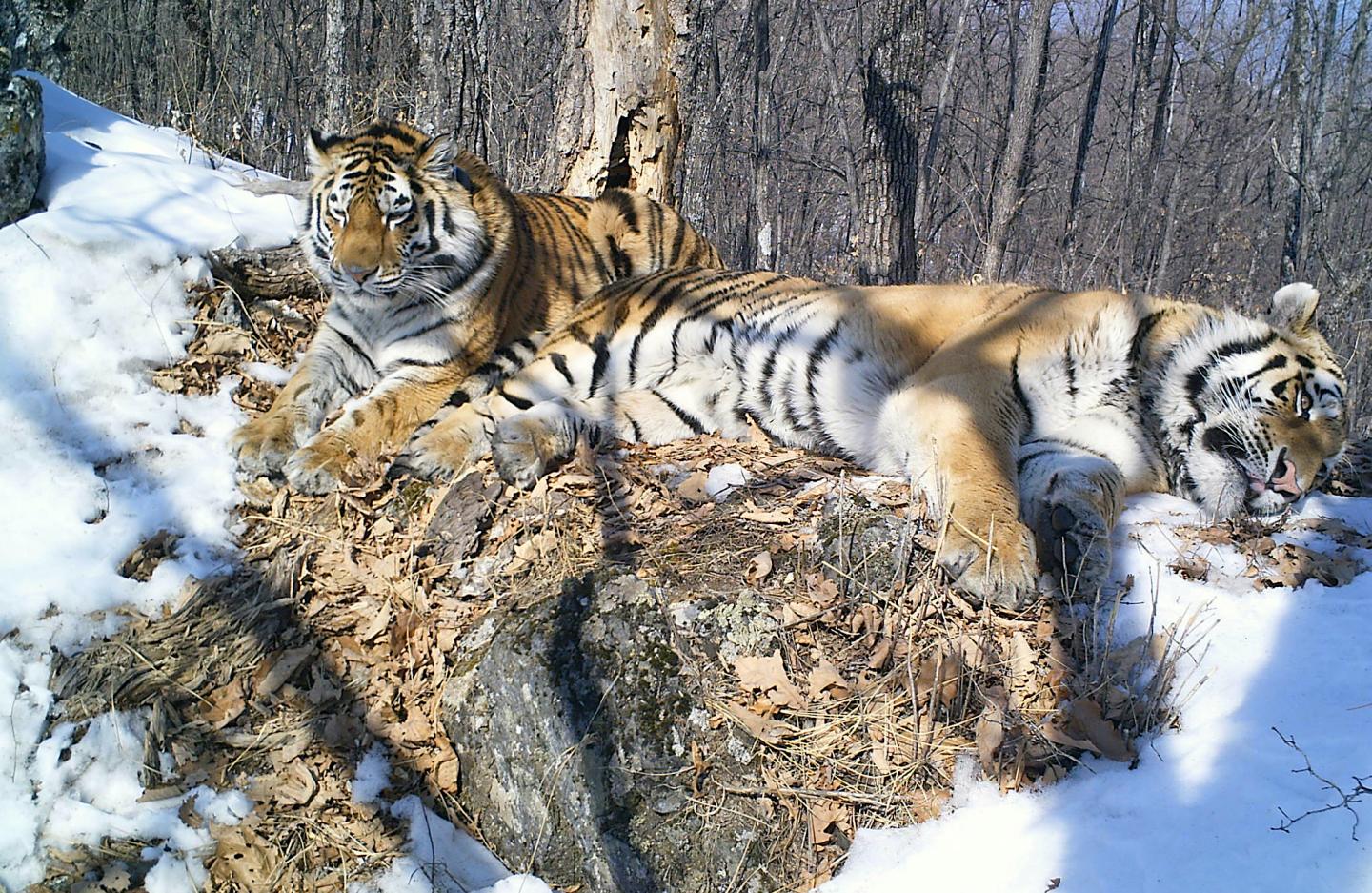 Amur Tigers Boris and Svetlaya