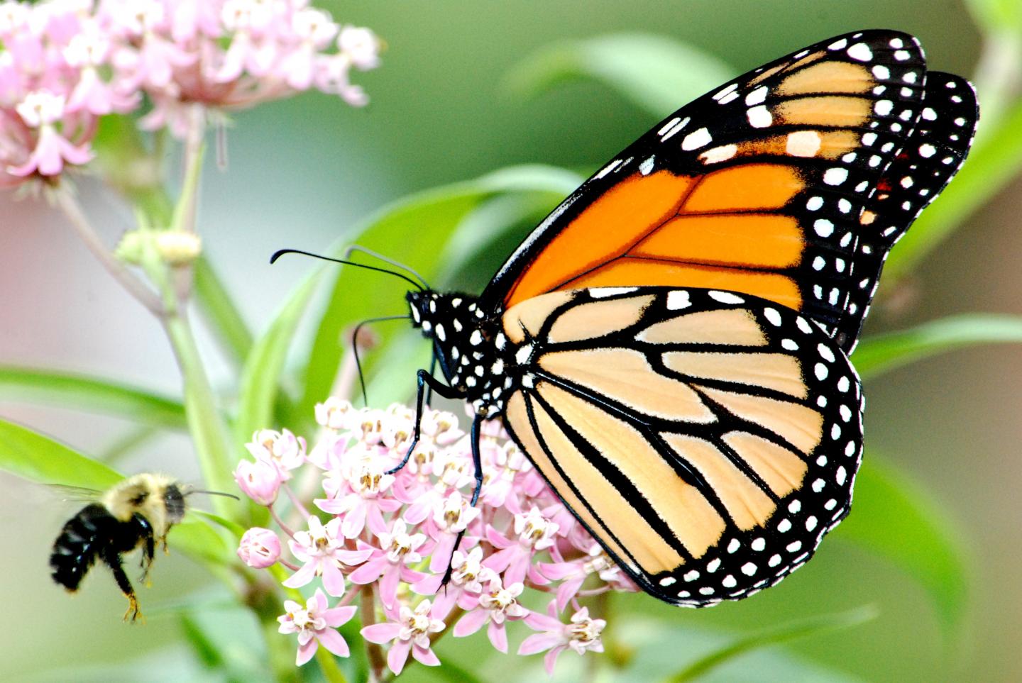 Monarch Butterfly and a Bee