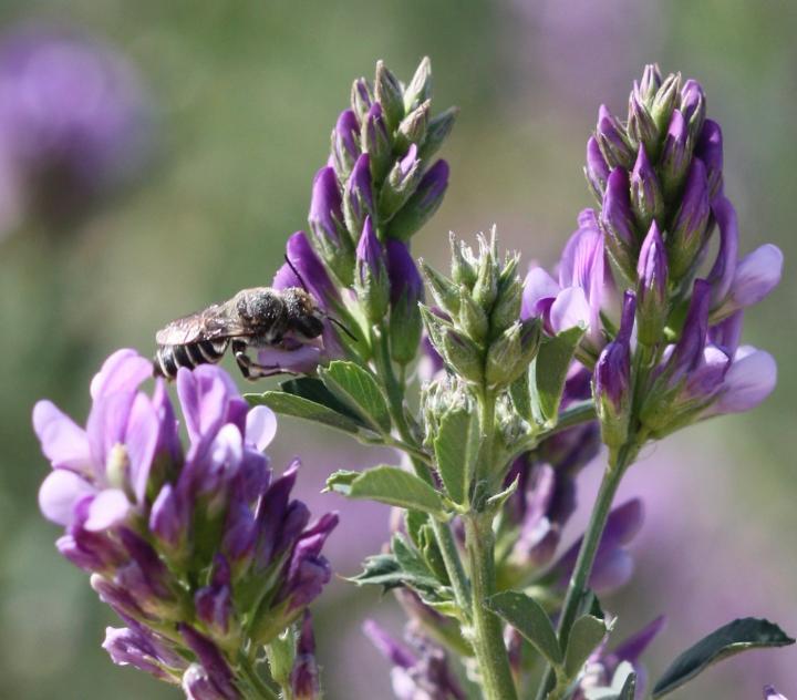 Wild Bee on Wild Flower