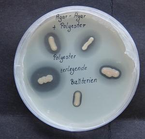 "Plastic-eating" Halopseudomonas bacteria.