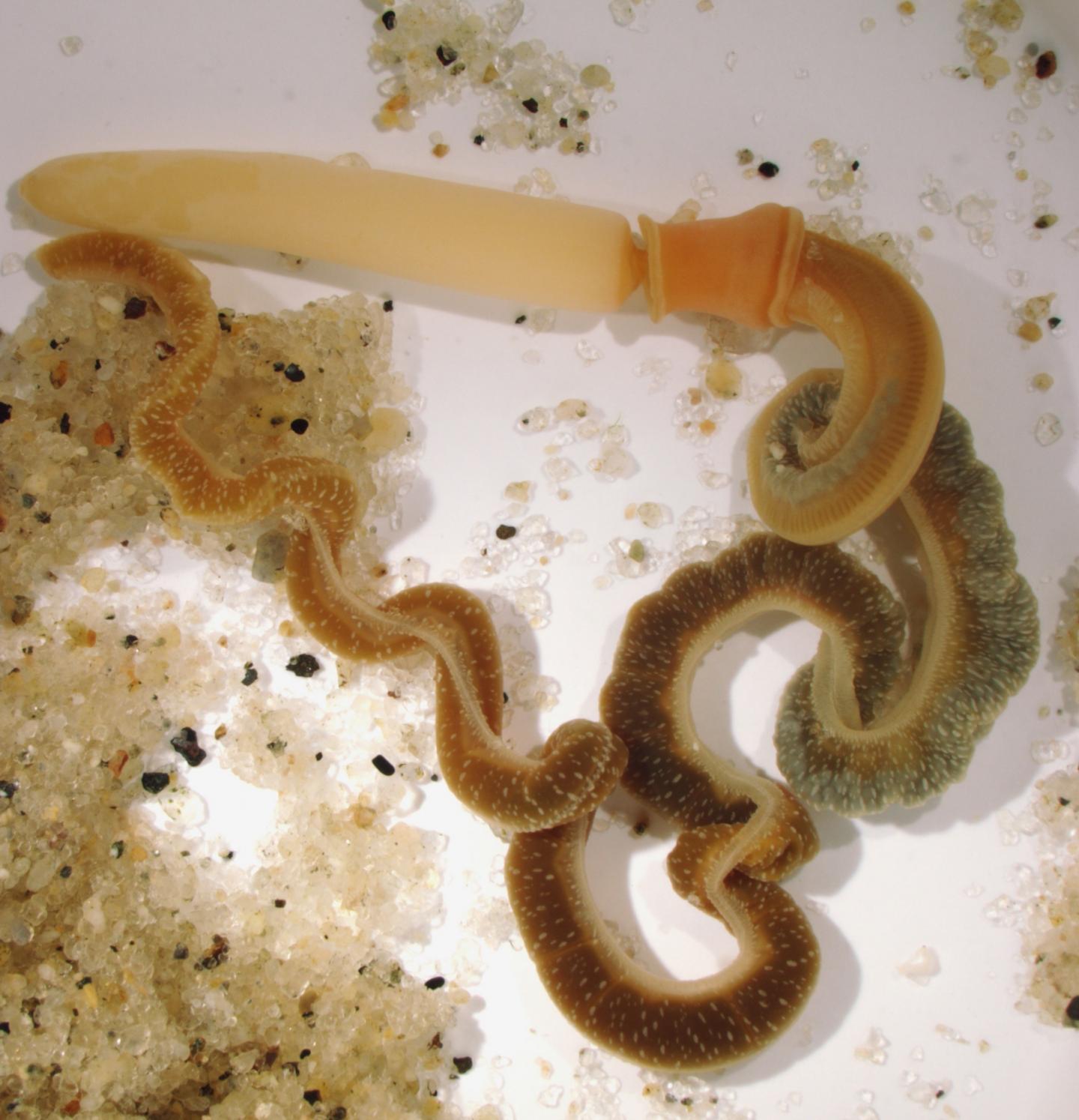 Acorn Worm <i>Saccoglossus kowalevskii</i>