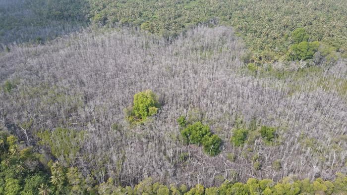 Drone image of the mangrove dieback on HDh. Neykurendhoo in the Maldives.