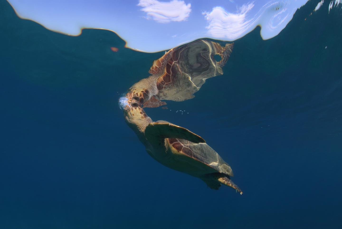 Efforts to Save Sea Turtles are a 'Global Con | EurekAlert!