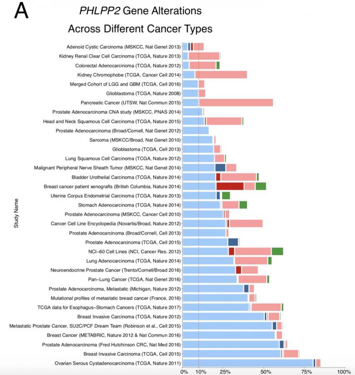 PHLPP2 Gene Alterations