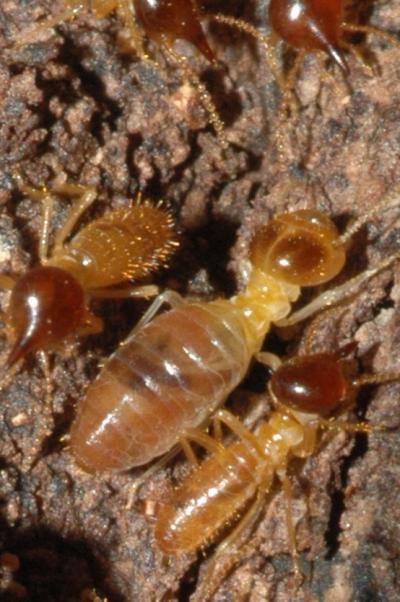 Nasutitermes Corniger Termites (1 of 2)