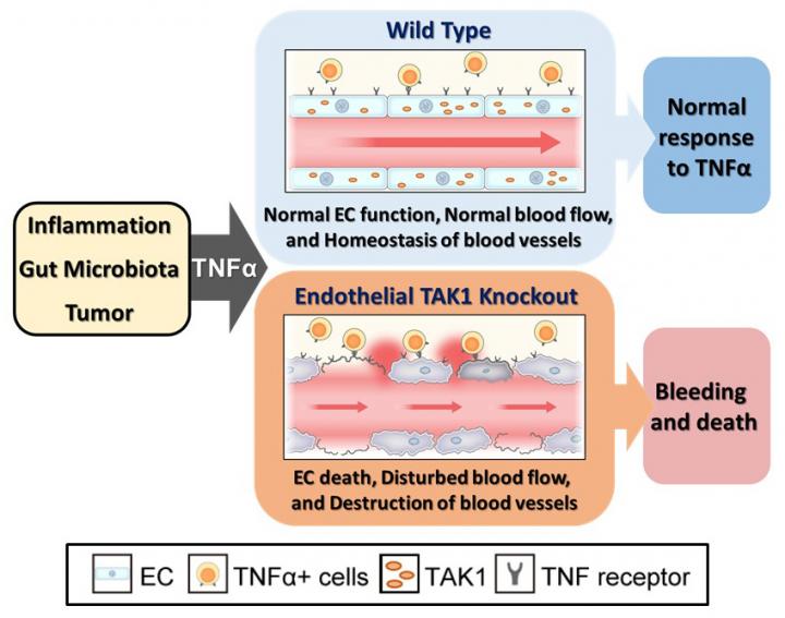 TAK1 Mechanism