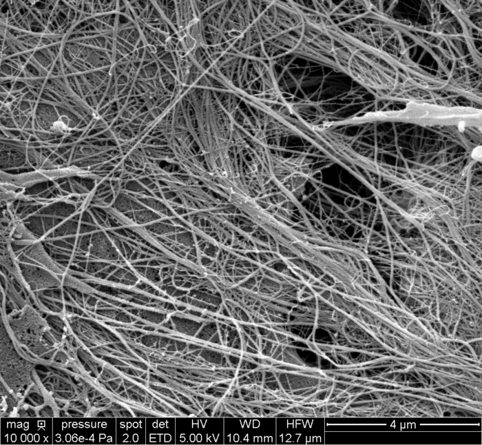 Collagen fibres in artificial human skin used in this study, observed using scanning electron microscopy.
