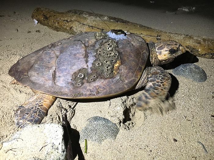 Inter-nesting area use, migratory routes, and foraging grounds for hawksbill turtles (Eretmochelys imbricata) in the Western Caribbean