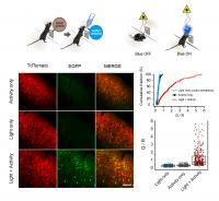 Labeling Active Population of Neurons during Complex Behavior