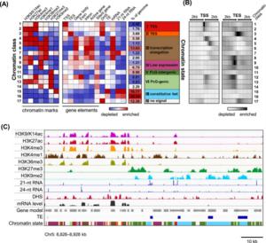 Eight chromatin states based on the distribution of histone modifications are closely associated with transcriptional status in the woodland strawberry.