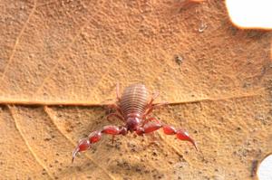 Pseudoscorpion from Israel: Lasiochernes turcicus (Chernetidae)