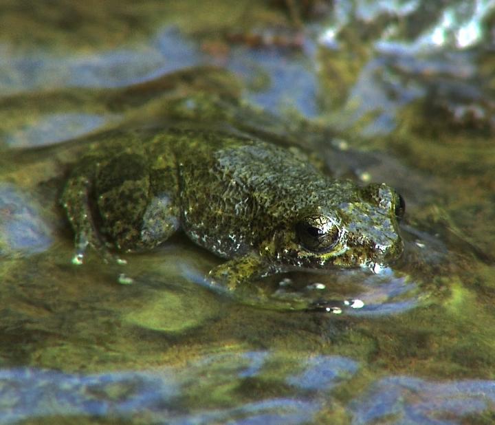 Tiburon Stream Frog