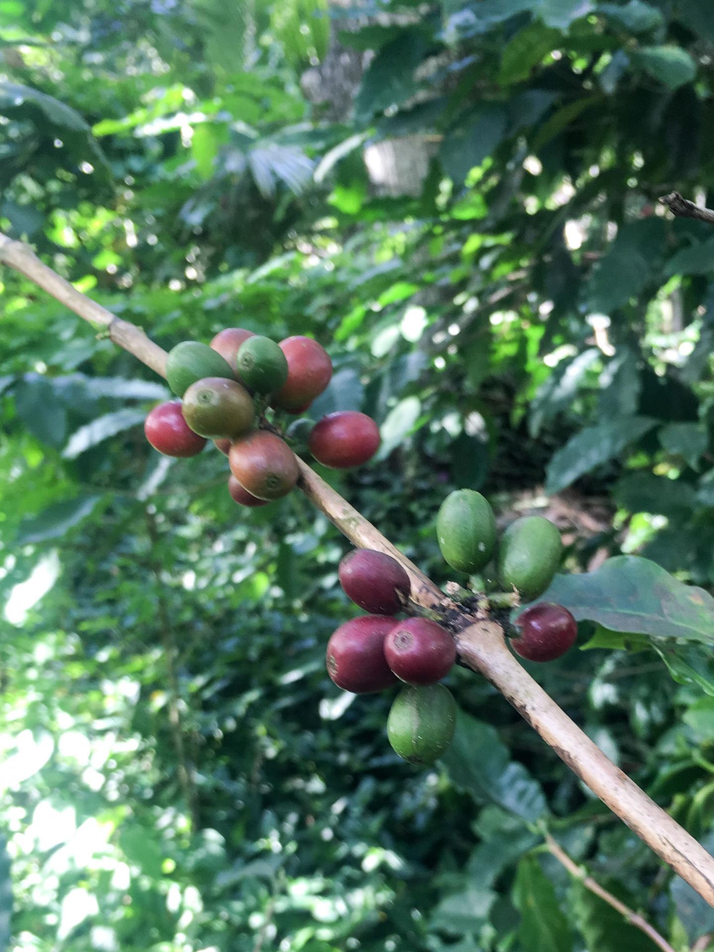 Coffee Berries