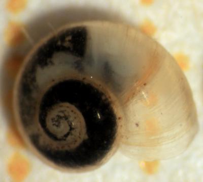 <I>Daphniola eptalophos</I>