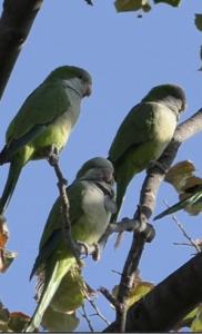 Monk parakeets