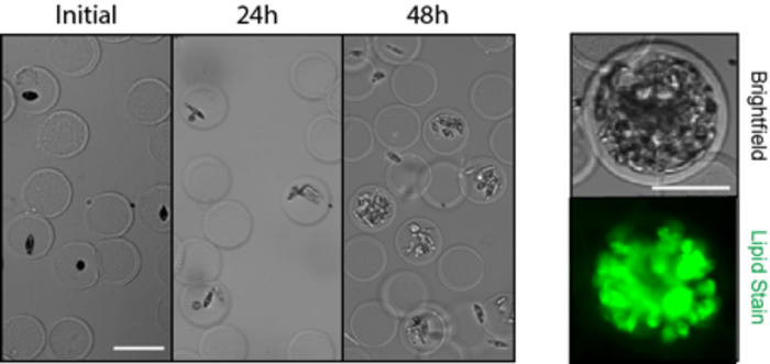 PicoShells with algae