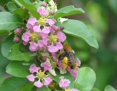 Wild Pollinators Crucial For Food Crops (4 of 12)