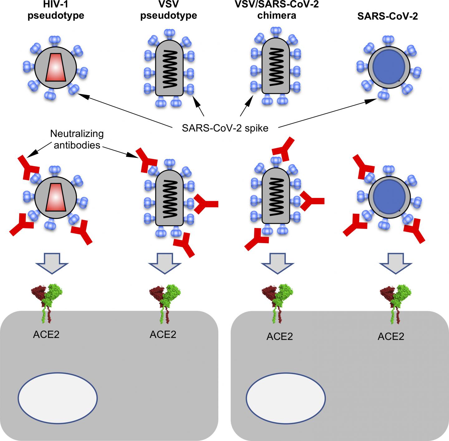 Measuring Neutralizing Antibody Activity with Surrogate Viruses