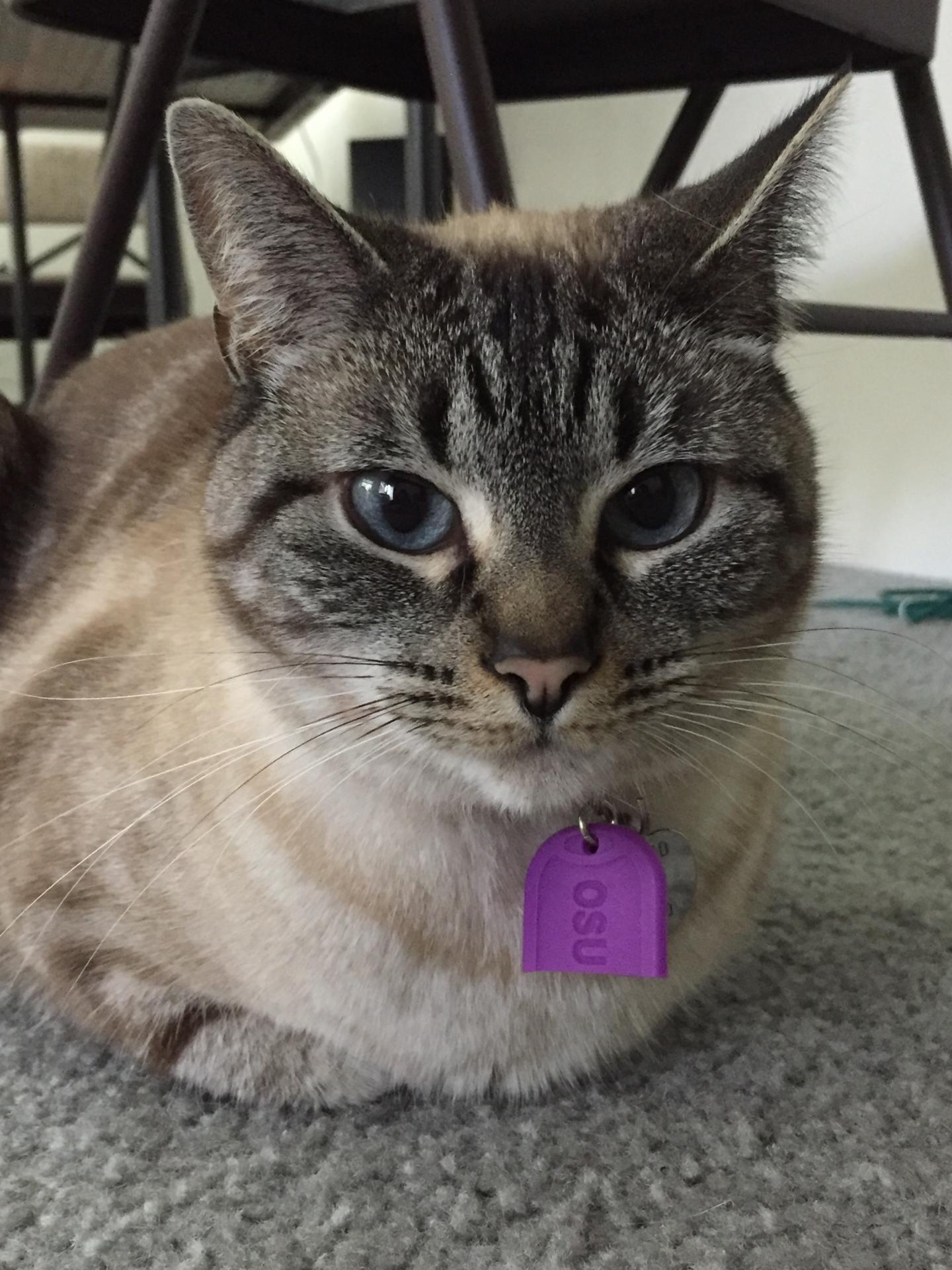Pet Tags Link Widely Used Flame Retardant to Hyperthyroidism in Cats
