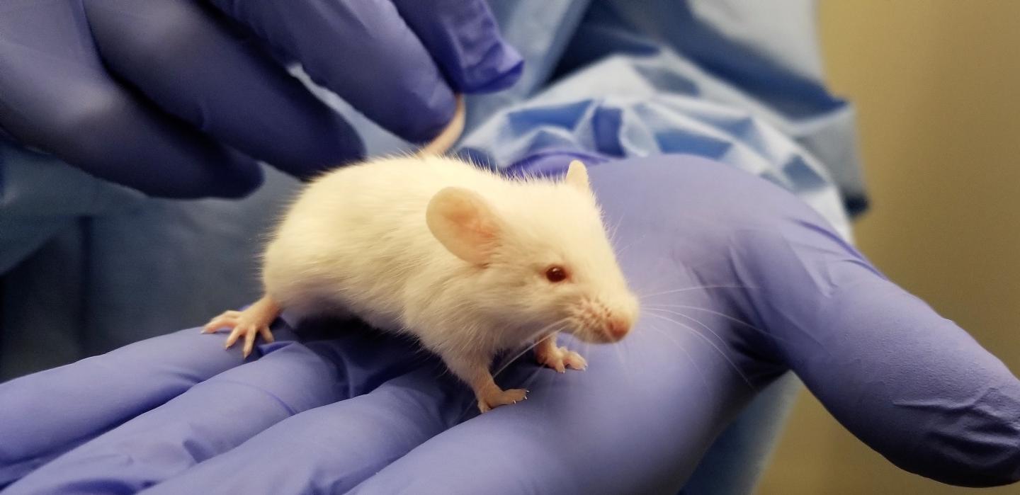 Mouse with Humanized Immune Sy [IMAGE] | EurekAlert! Science News Releases