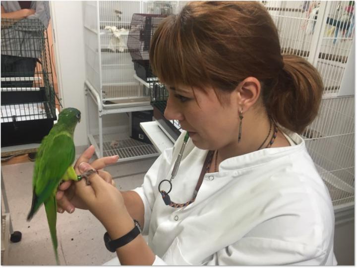 Sara Torres Ortiz with Conure