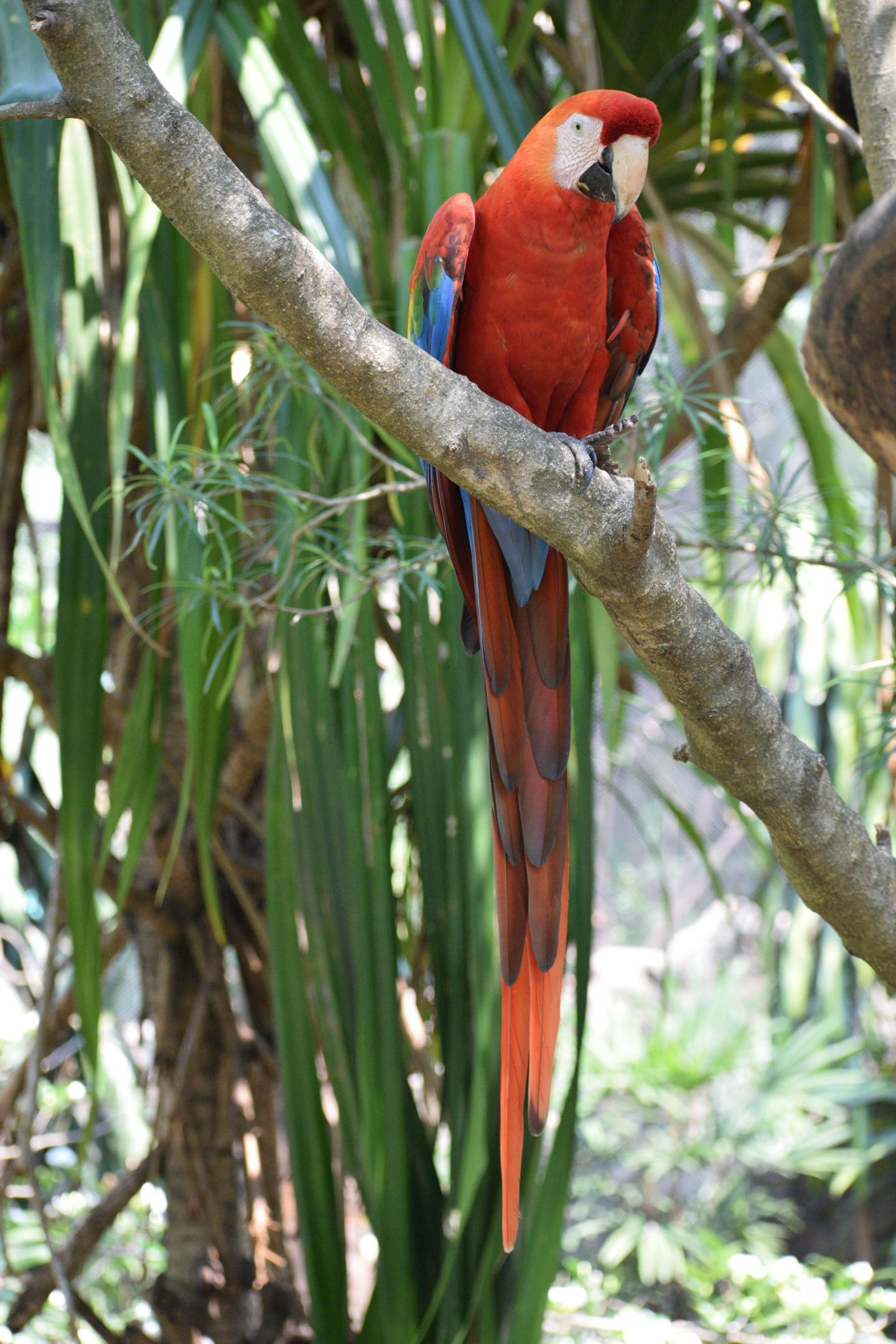 Scarlet Macaw