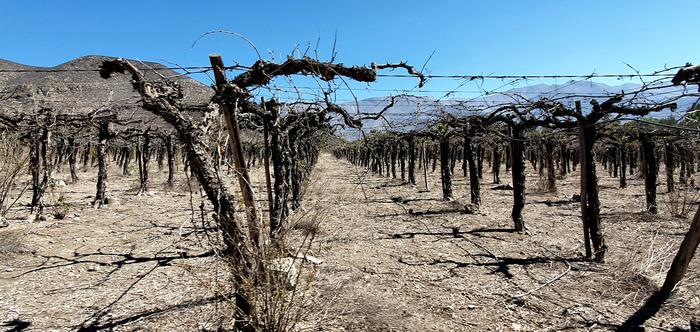 Dead vines during drought in Chile