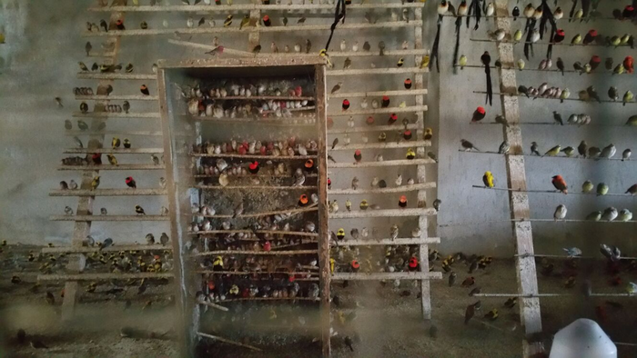 Songbirds in trade in West Africa