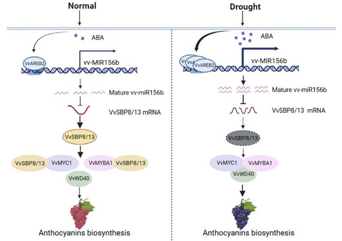 Model describing how drought mediates ABA-induced anthocyanin biosynthesis via the VvAREB2-miR156b-VvSBP8/13 pathway in grape berries.