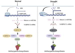 Model describing how drought mediates ABA-induced anthocyanin biosynthesis via the VvAREB2-miR156b-VvSBP8/13 pathway in grape berries.