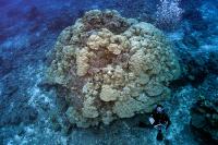 Global Reef Expedition Mission to the Cook Islands