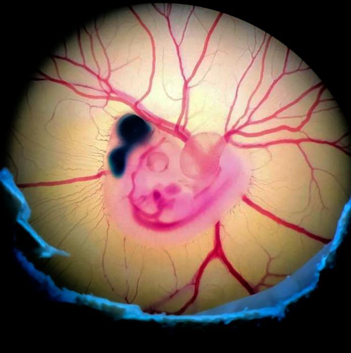 Chick embryo after experimental manipulation