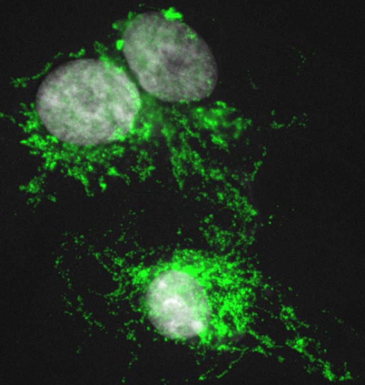 Macrophages from An African Spiny Mouse Promote Tissue Regeneration