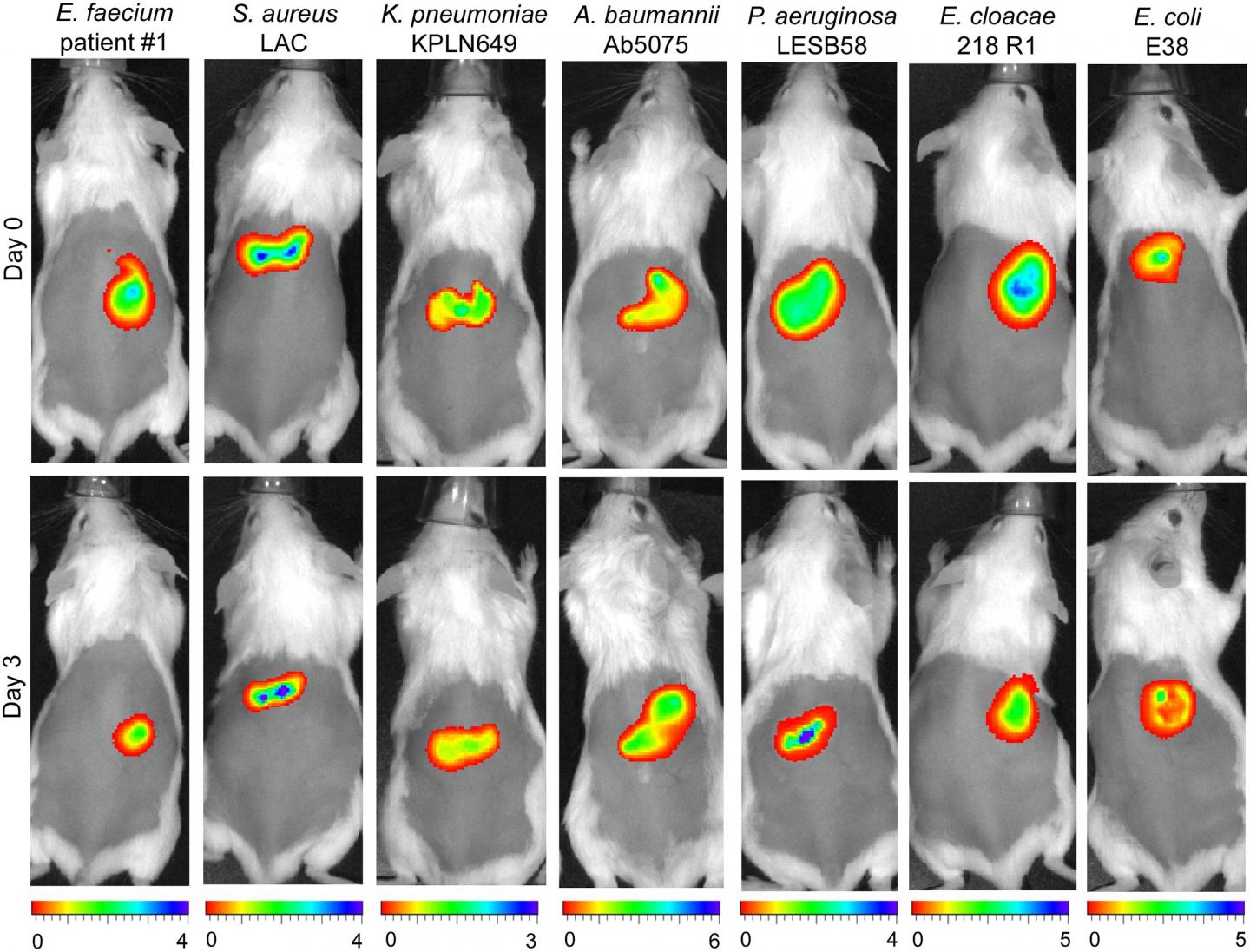 Synthetic Peptides Enhance Antibiotic Attack of Skin Infections in Mice