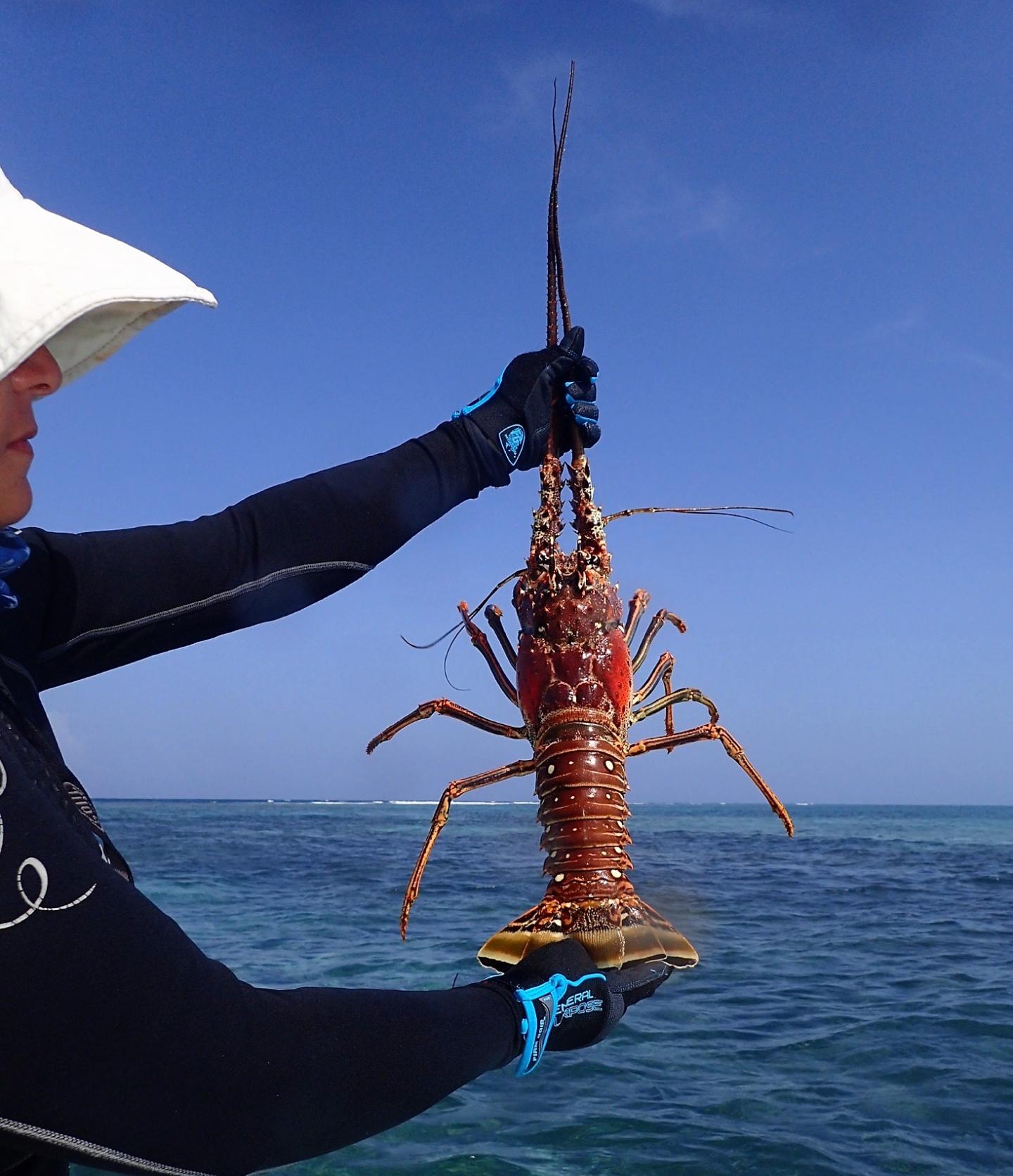 A Caribbean Spiny Lobster P [IMAGE] EurekAlert! Science News Releases