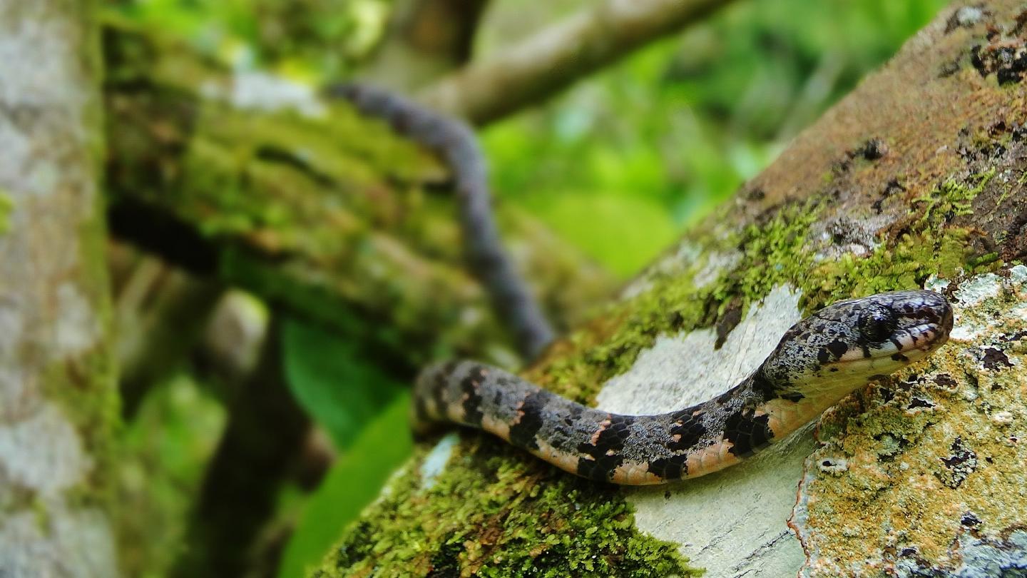 Cloudy Snail-Eating Snake in a Lime Tree