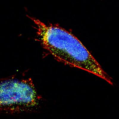 Molecular Labeling Machine