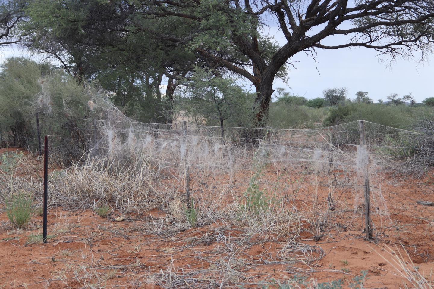 The Most Aggressive Spider Societies Are not Always the Ones that Flourish (3 of 3)