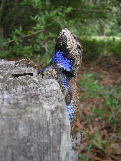 Male Fence Lizard with Male-Type Bright Blue 'Badges'