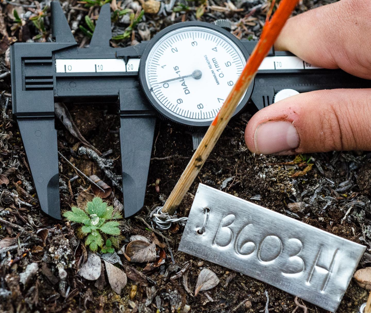 Scientists Measuring the Size of Individual Plants on Ellesmere Island, Canada