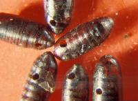 Fly Pupae with Exit Holes