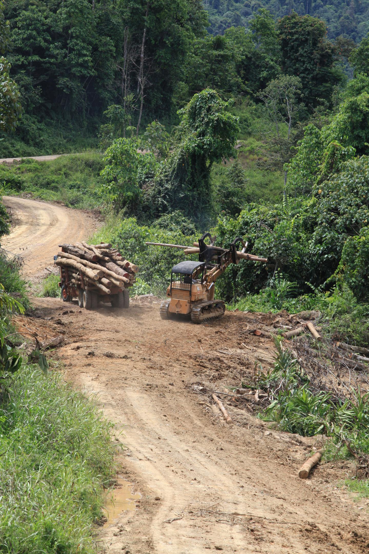Selective Logging at the Stability of Altered Forest Ecosystems Project Site