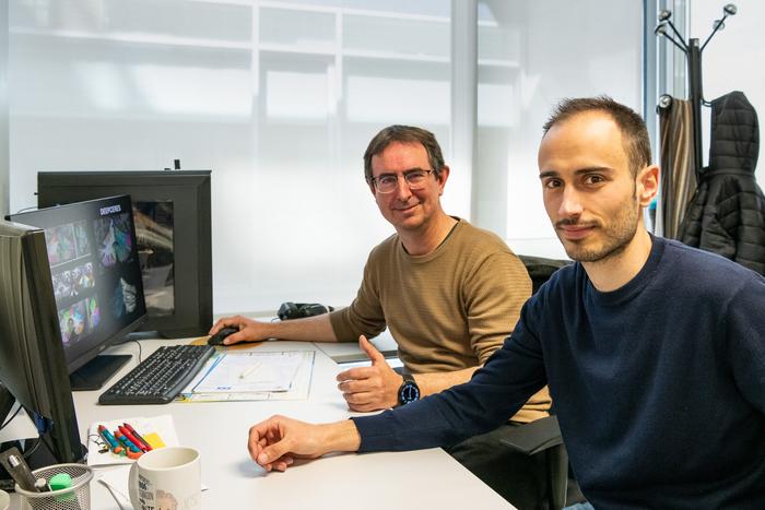 UPV and French CNRS researchers develop the world's most advanced software to study the cerebellum