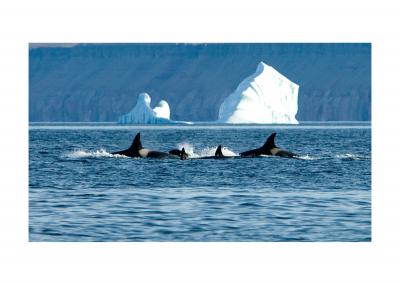 Killer Whales (<I>Orcinus orca</I>) in the Arctic